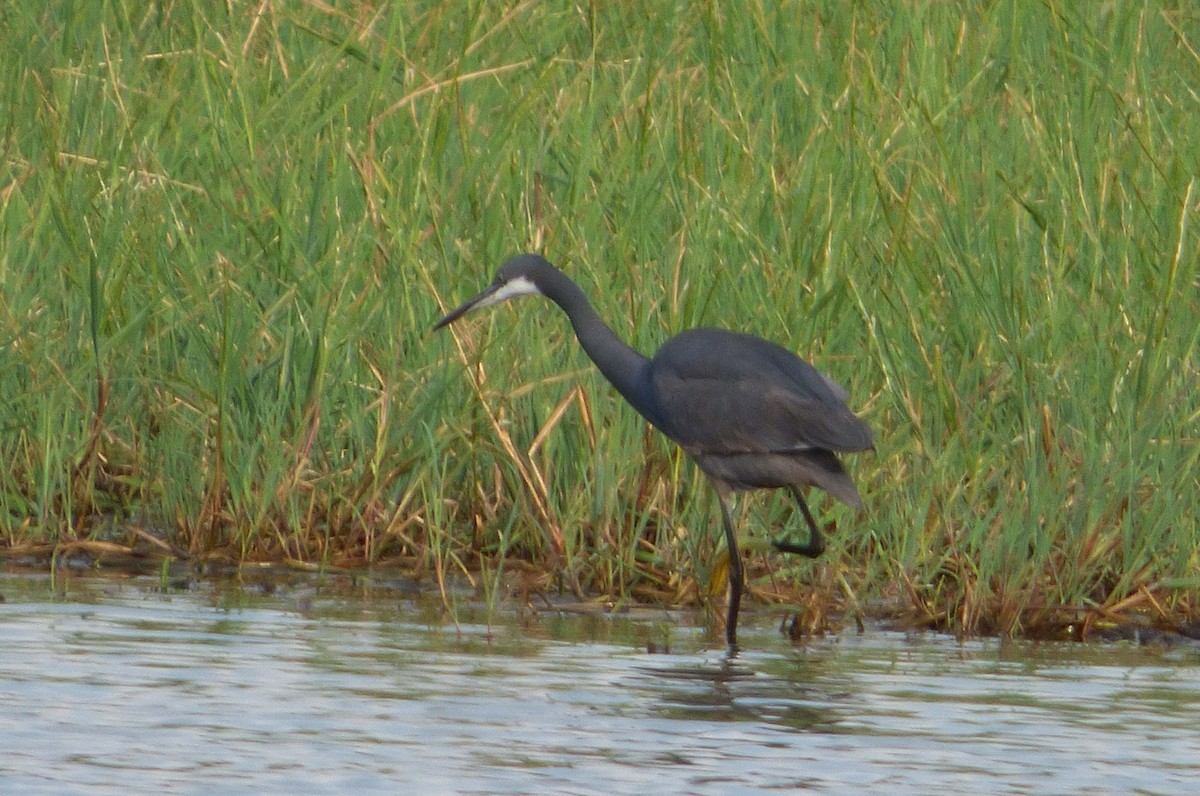 Western Reef-Heron (Western) - ML349056961