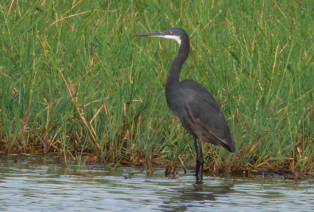 Western Reef-Heron (Western) - ML349056971