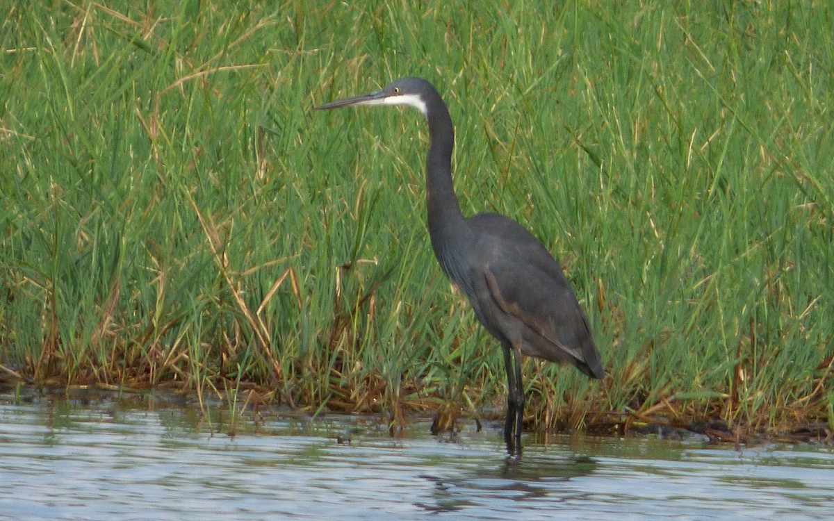 Western Reef-Heron (Western) - ML349056981