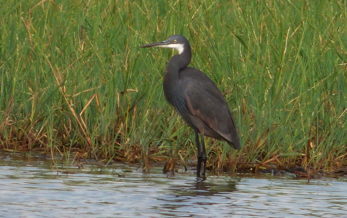 Western Reef-Heron (Western) - ML349057001