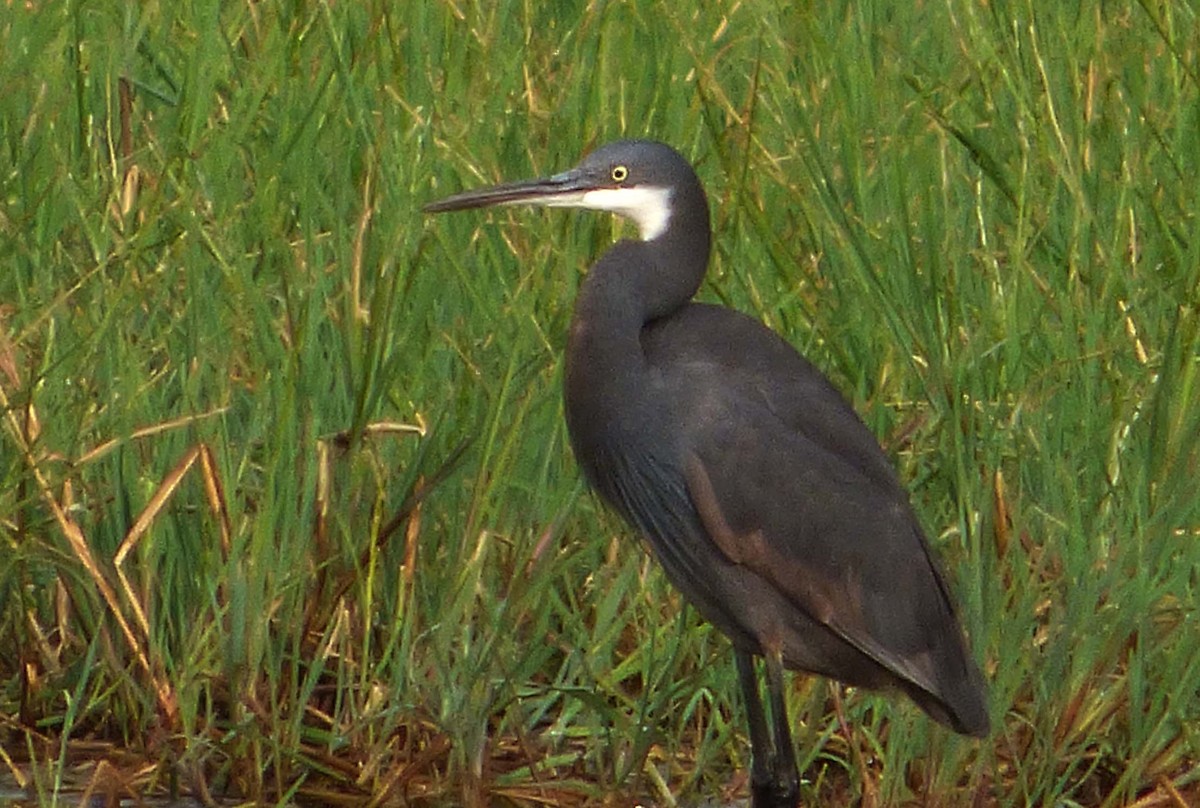 Western Reef-Heron (Western) - ML349057021