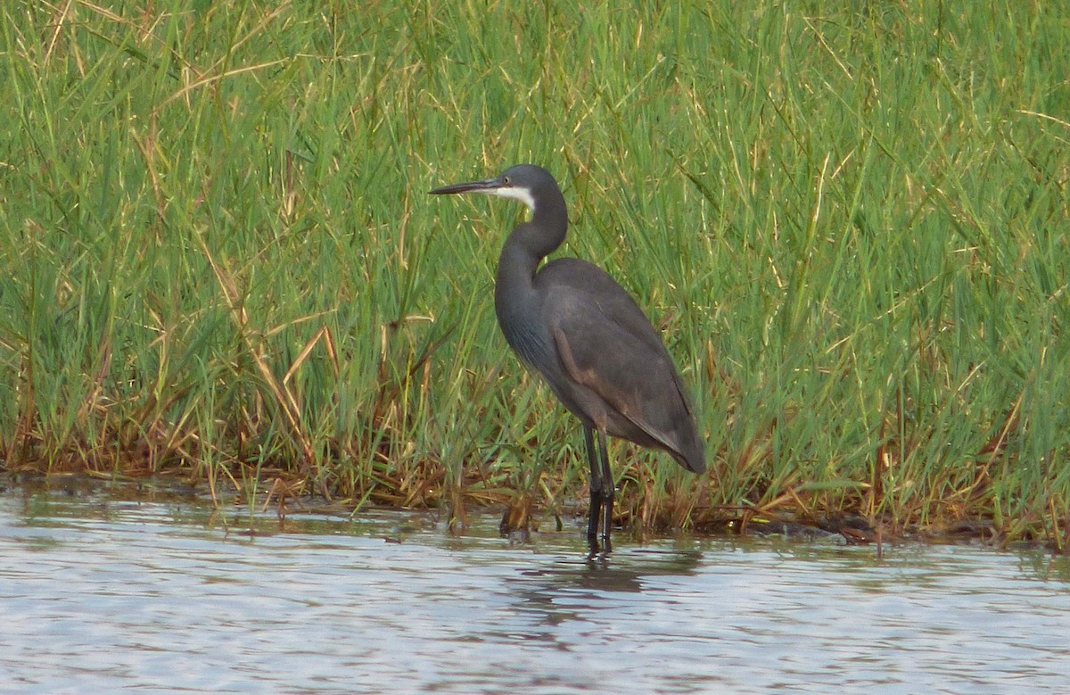 Western Reef-Heron (Western) - ML349057031