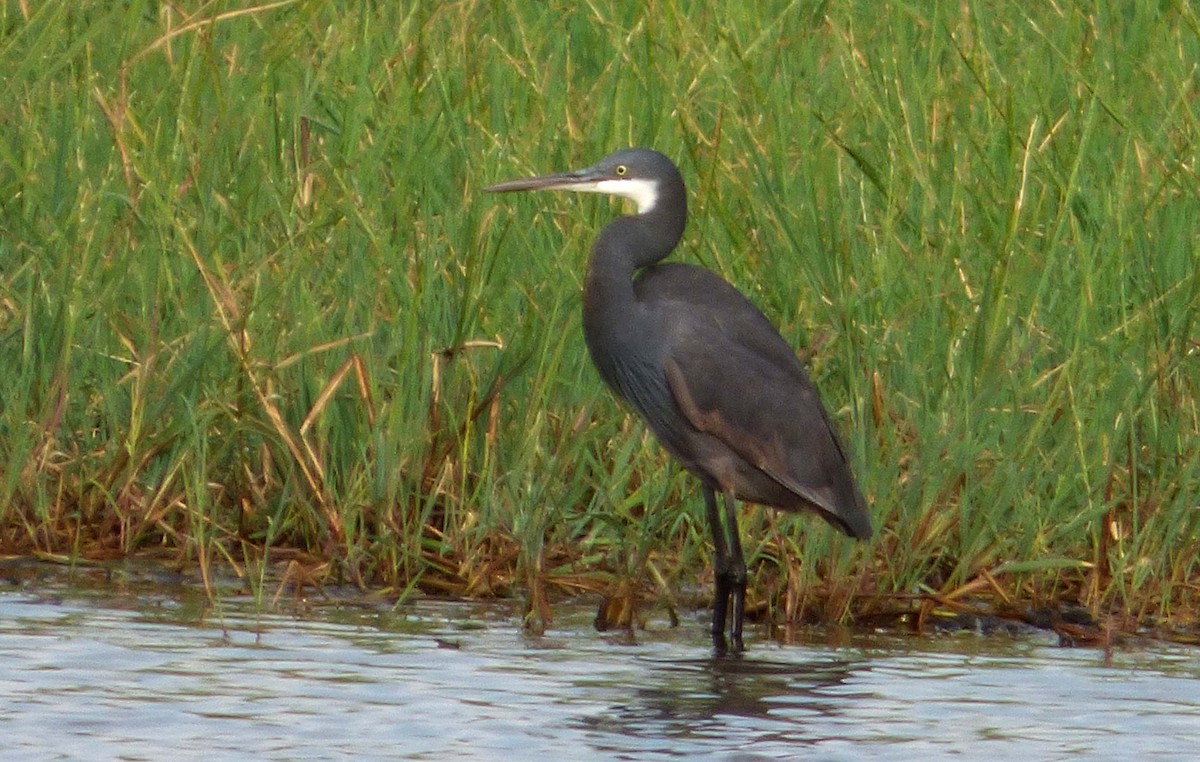 Western Reef-Heron (Western) - Javier Prieta