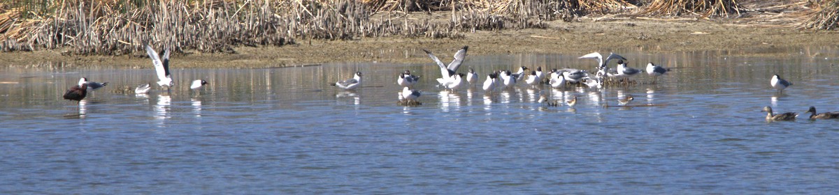 Franklin's Gull - Derek LaFlamme