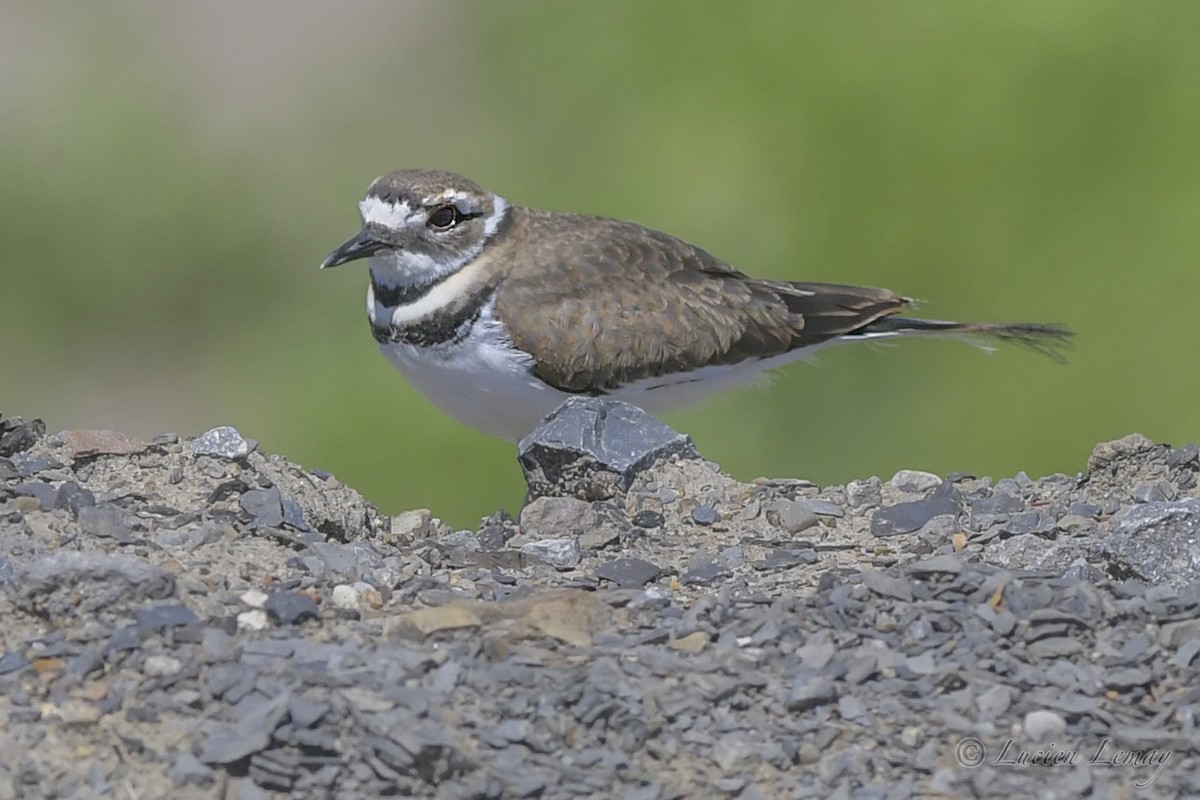 Killdeer - ML349059021