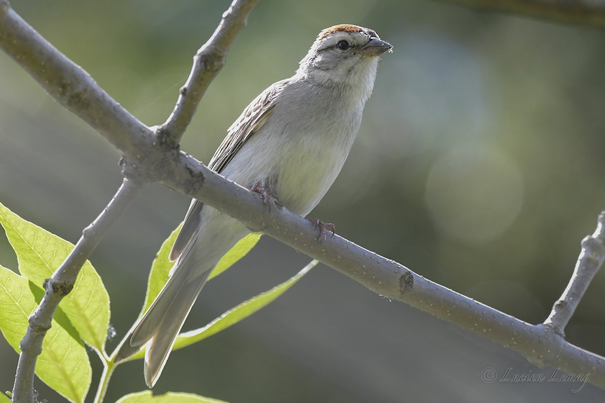 Chipping Sparrow - ML349060331