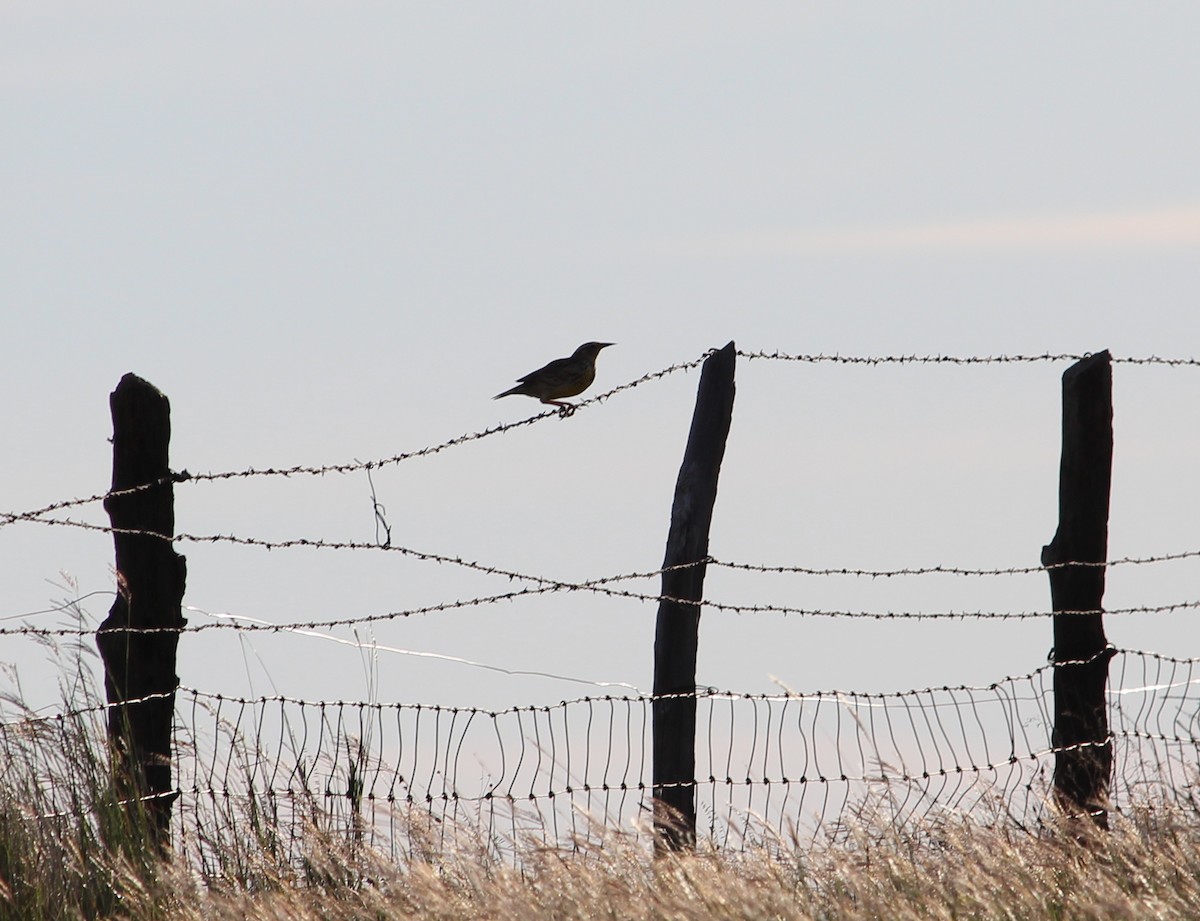 Eastern Meadowlark - ML34906271