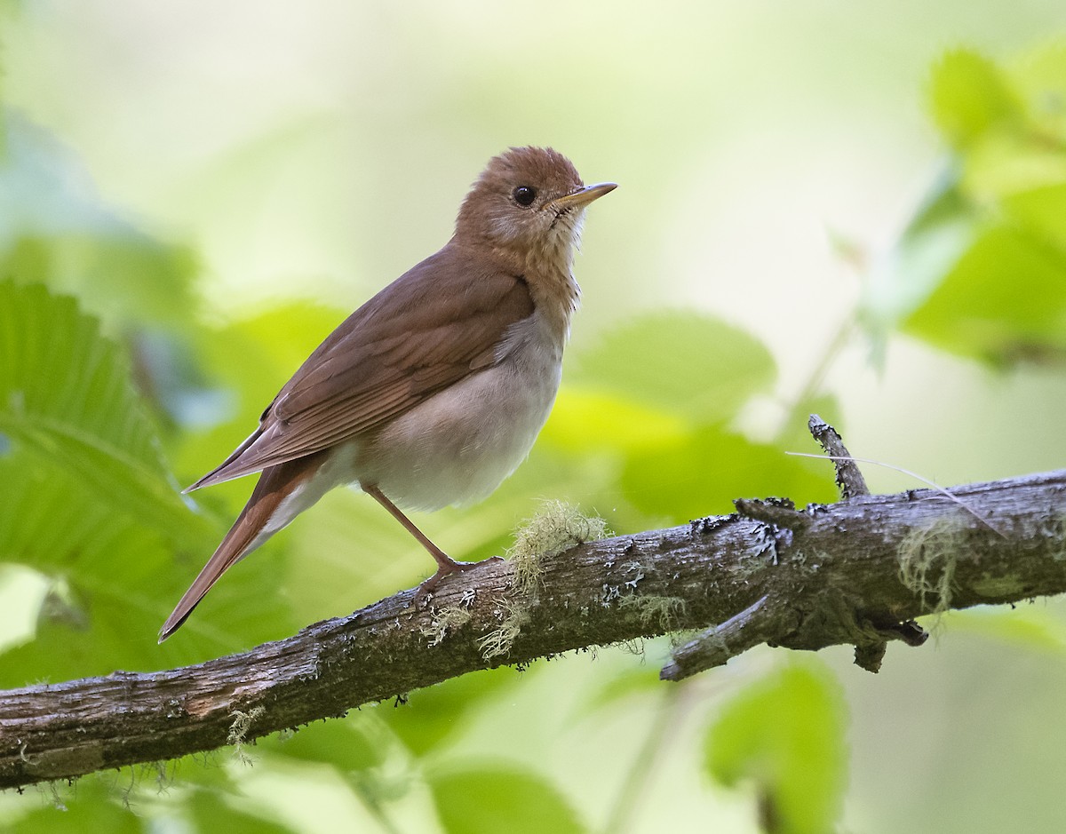 Veery - ML349064831
