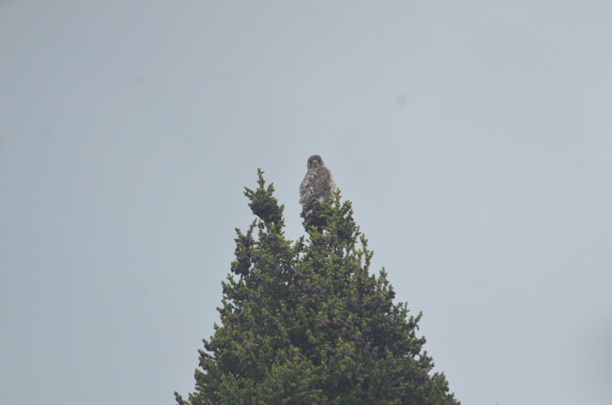 Broad-winged Hawk - ML349065601