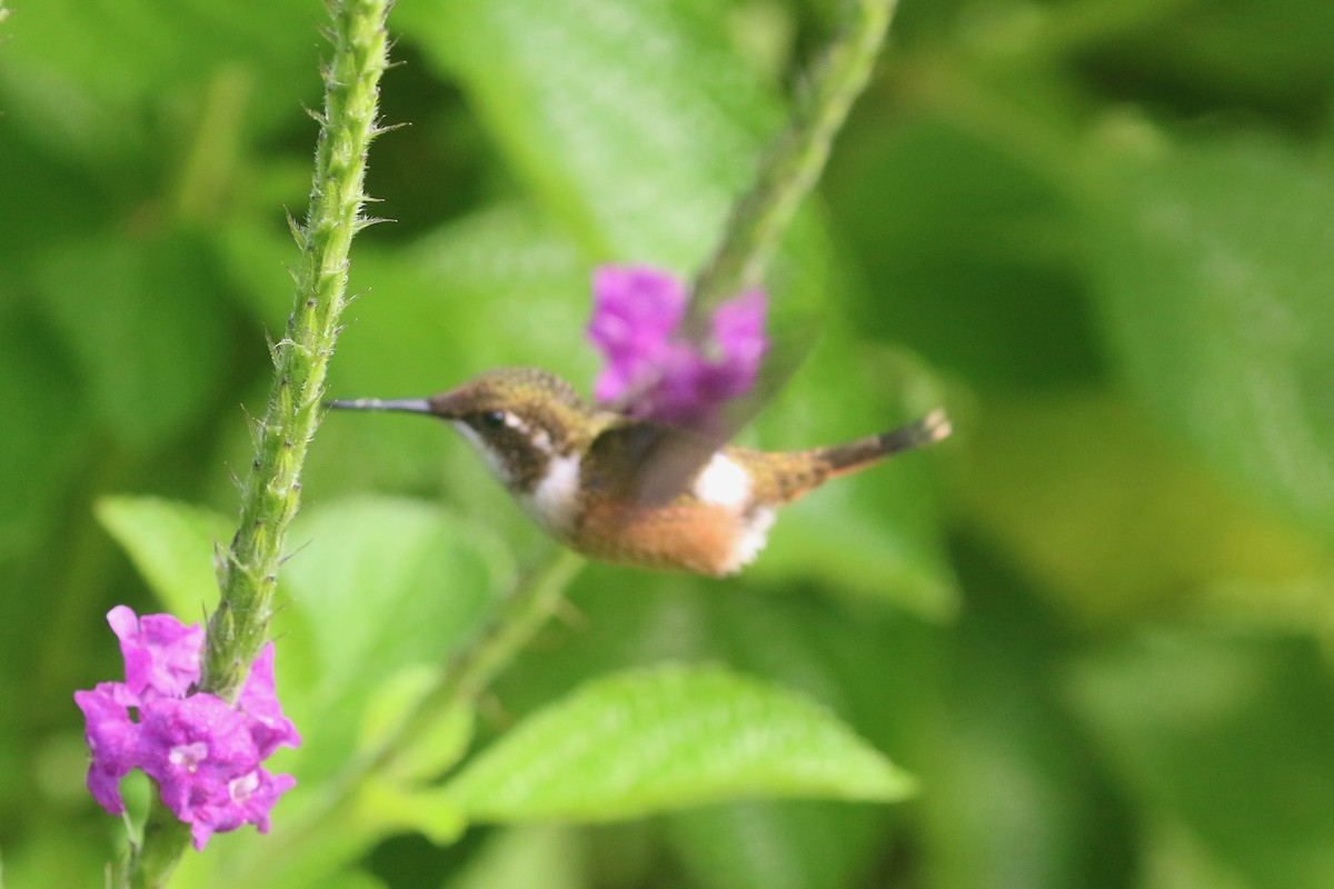 Colibrí Magenta - ML349066781