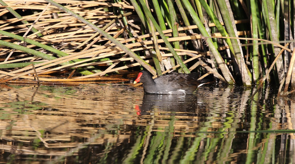 Common Gallinule - Richard Greenhalgh