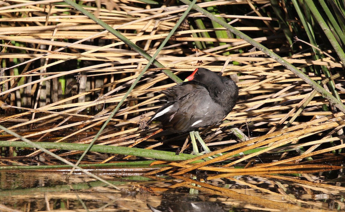 Gallinule d'Amérique - ML349069681