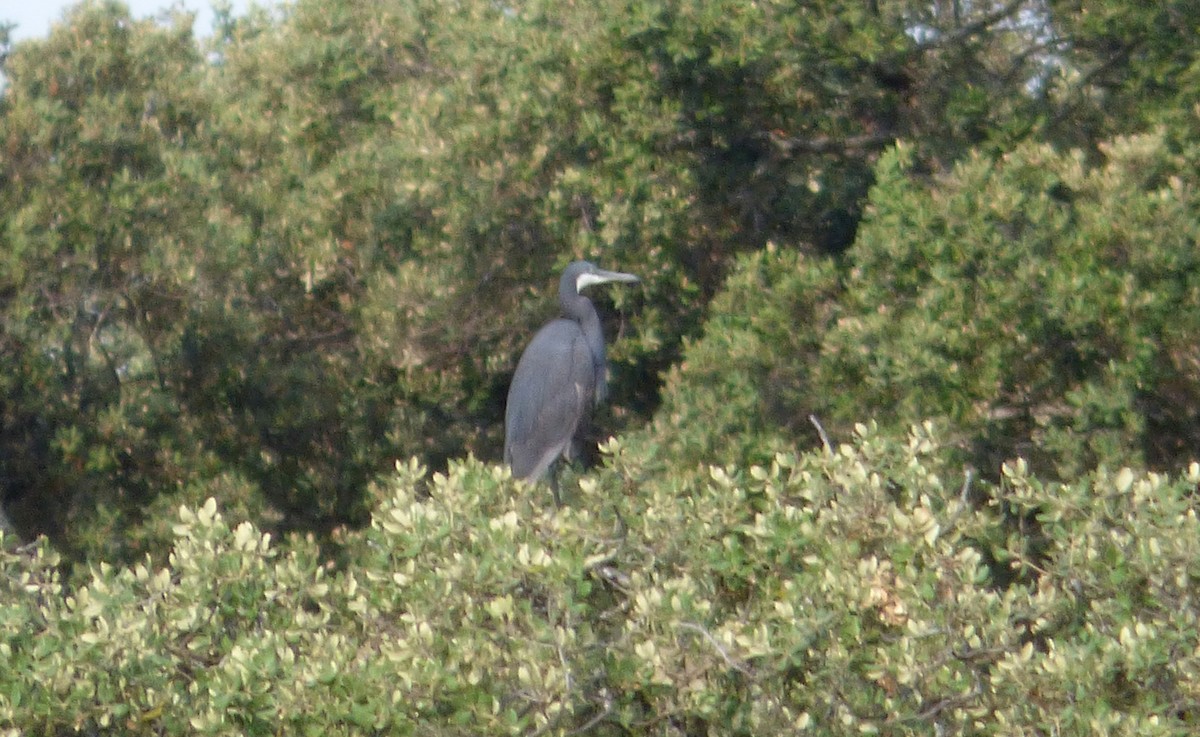 Western Reef-Heron (Western) - ML349070941