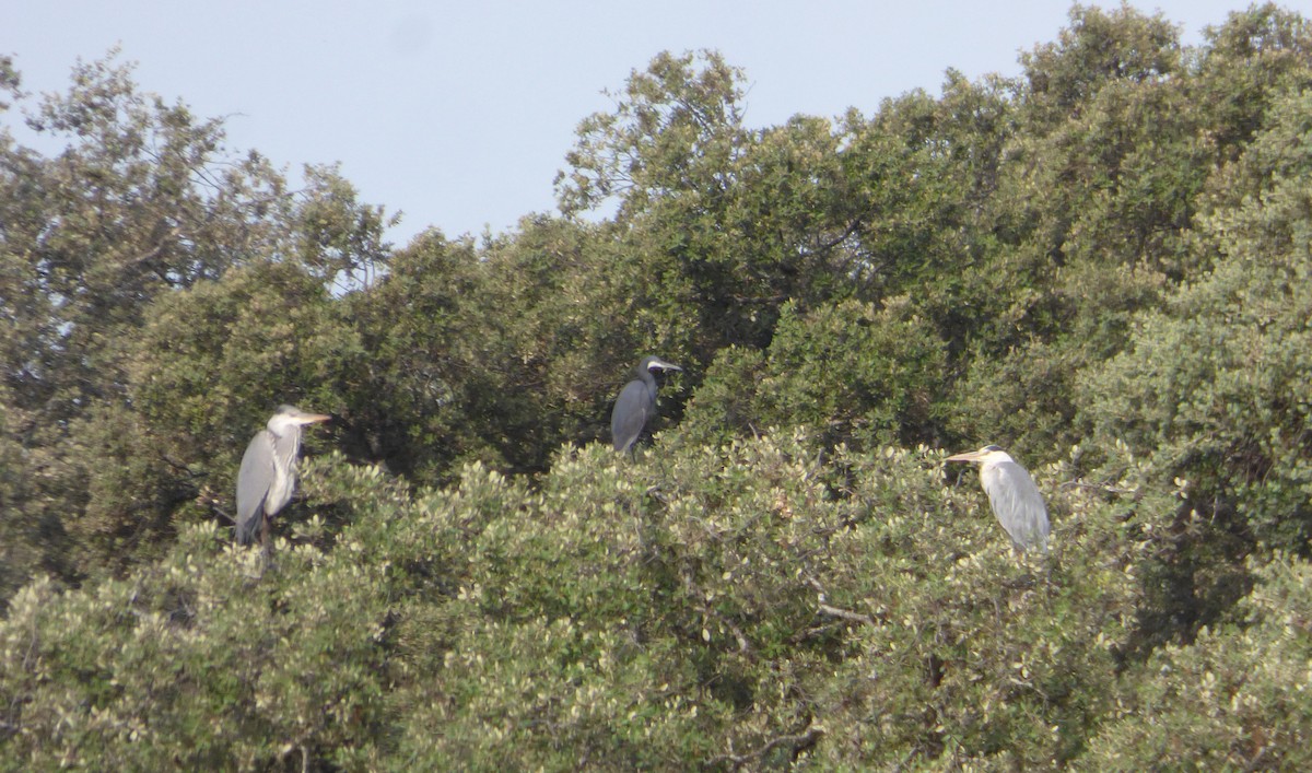 Western Reef-Heron (Western) - ML349070951