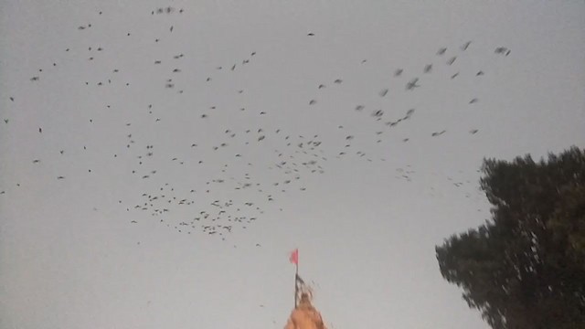 Rosy Starling - ML349071821