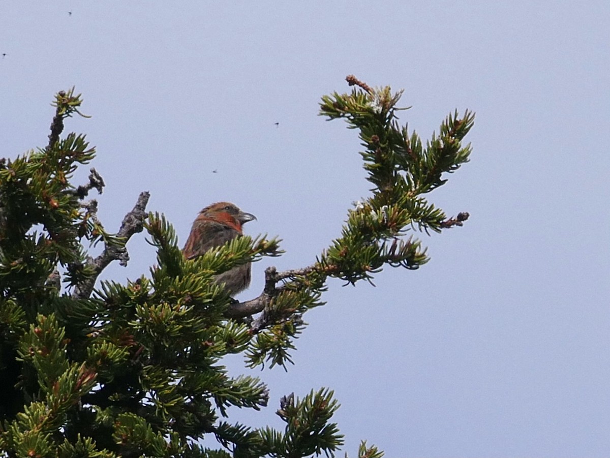 White-winged Crossbill - ML349072281