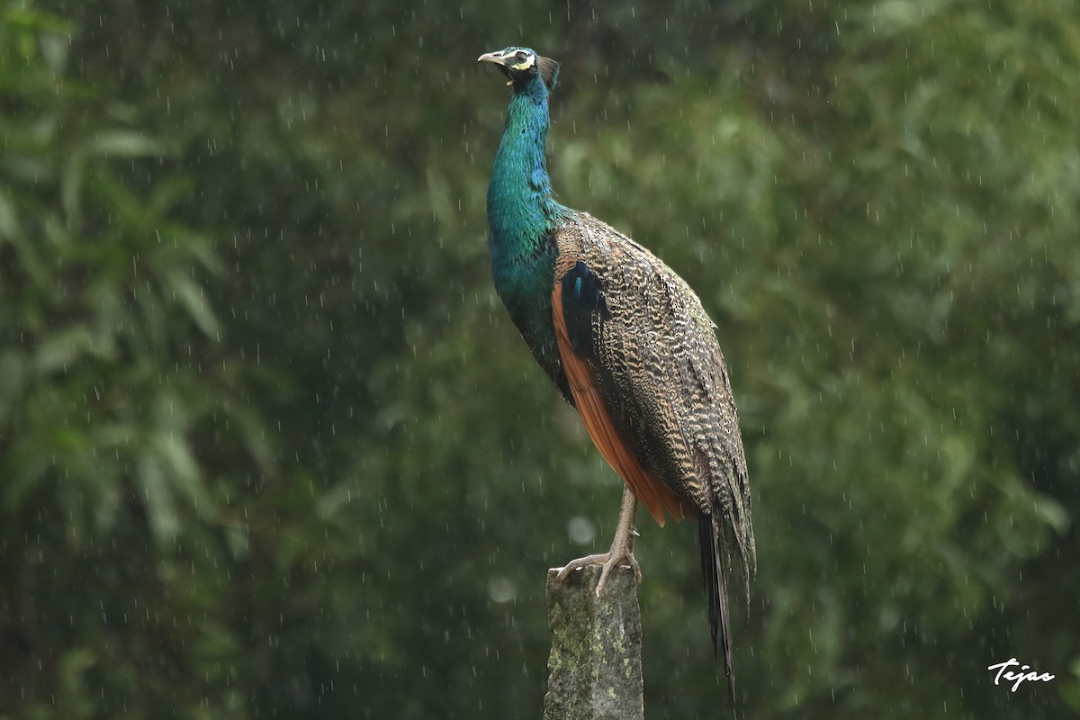 Indian Peafowl - tejas k rao