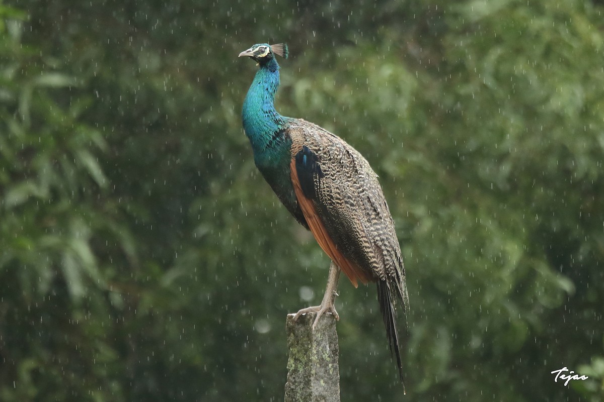 Indian Peafowl - ML349072351