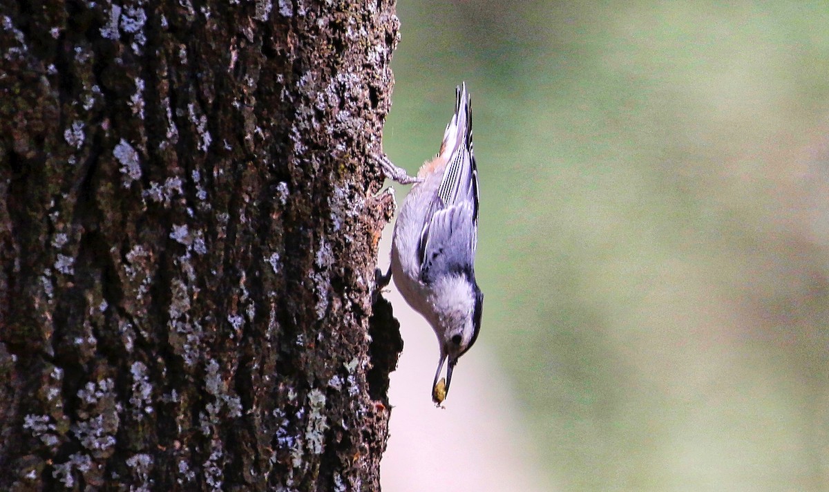 White-breasted Nuthatch - ML349073311