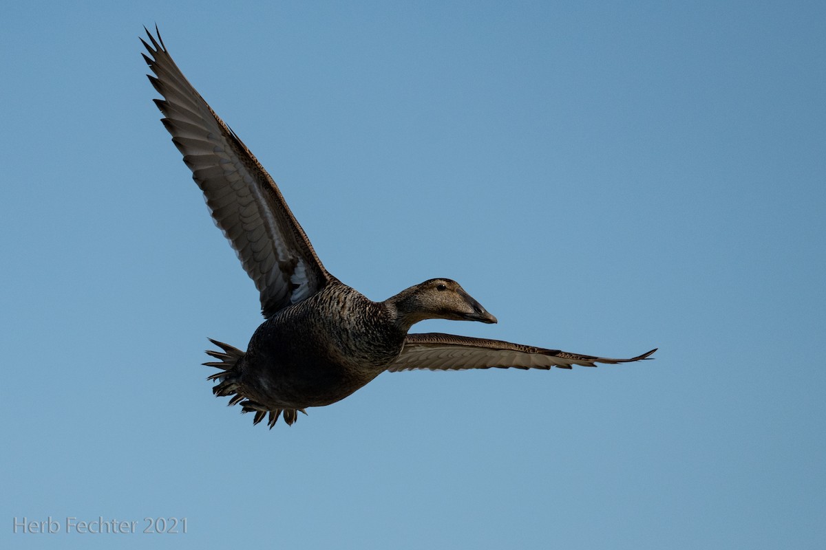 Common Eider - Herbert Fechter