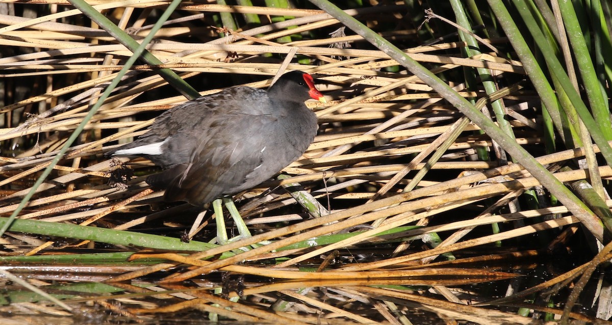 Gallinule d'Amérique - ML349075331