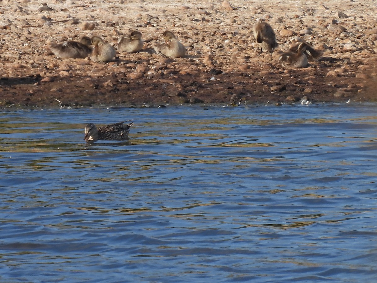 Gadwall - ML349076951