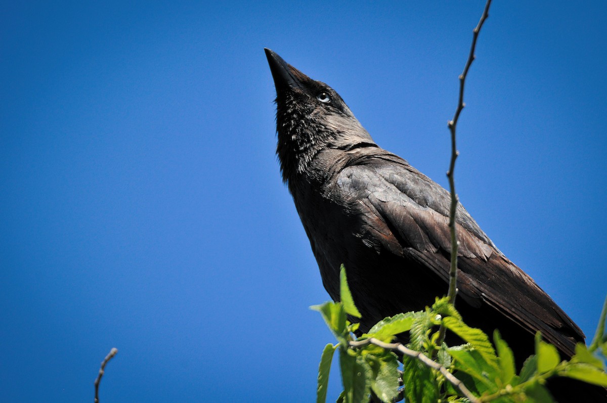 Eurasian Jackdaw - ML349077361