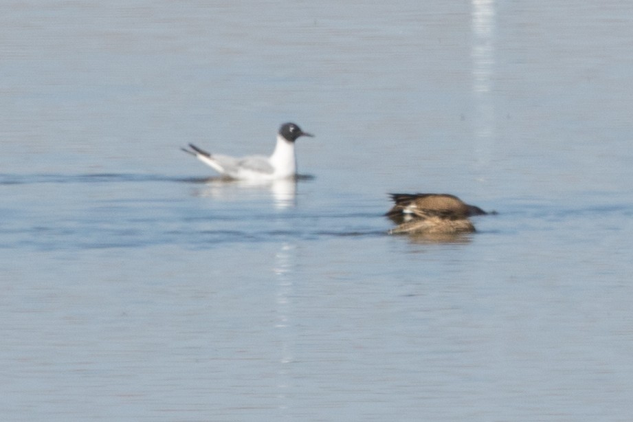 Bonaparte's Gull - ML349078471