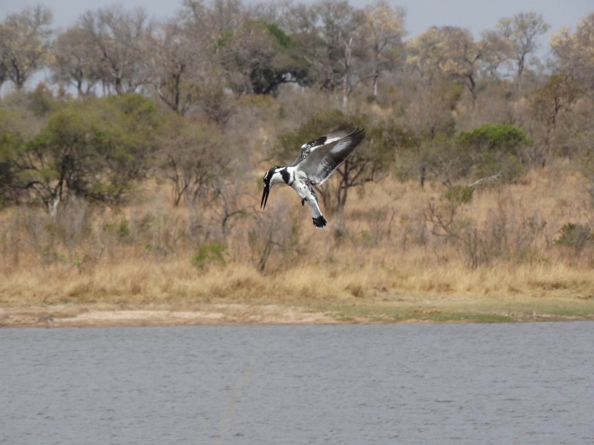 Pied Kingfisher - ML349078841