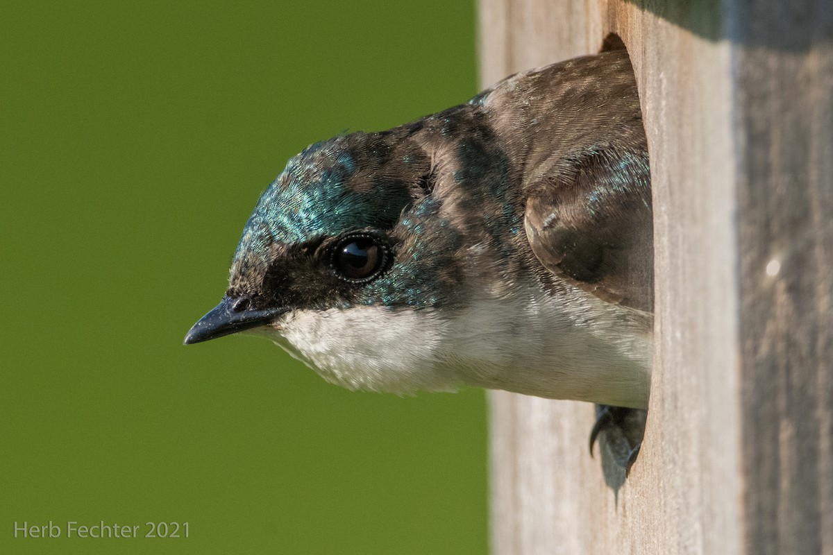 Tree Swallow - ML349079221