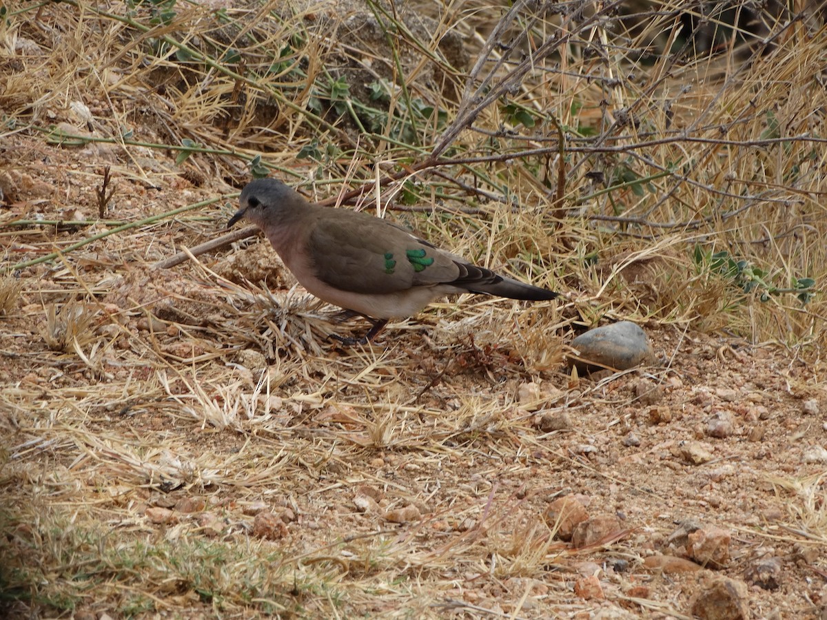 Emerald-spotted Wood-Dove - ML349080111