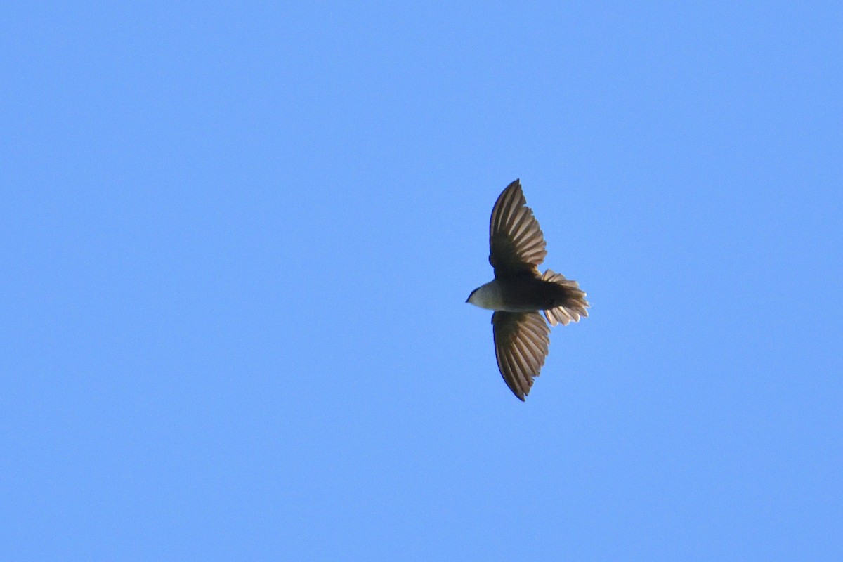 Chimney Swift - Robert Howard