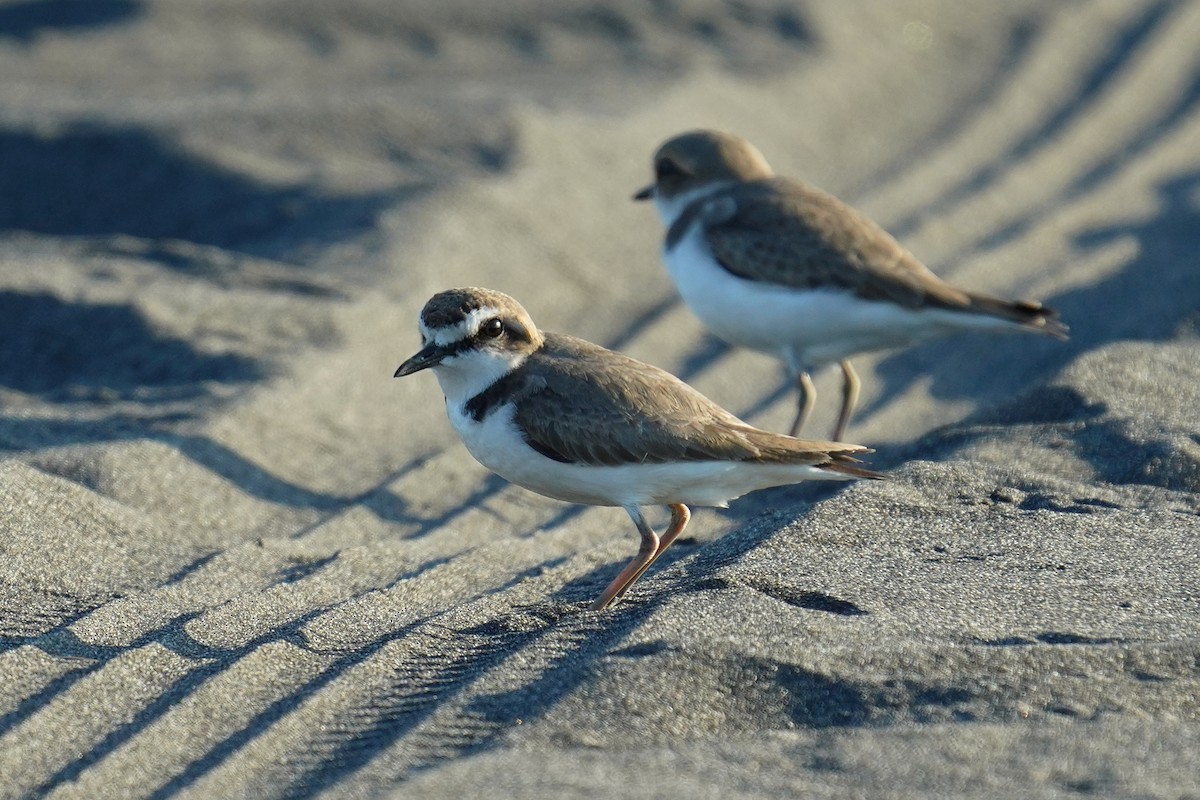 Kentish Plover - JingZu Tu