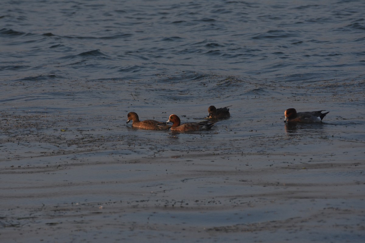 Eurasian Wigeon - ML349083901