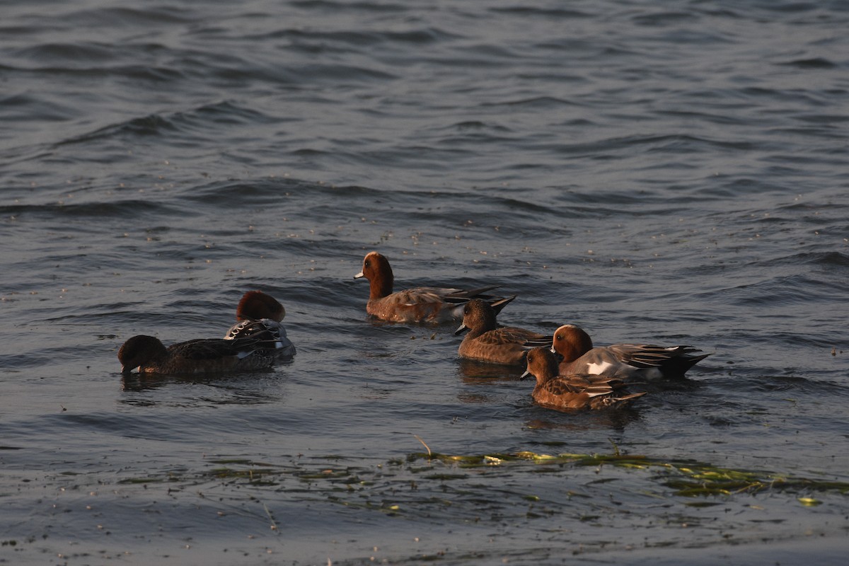 Eurasian Wigeon - ML349083921