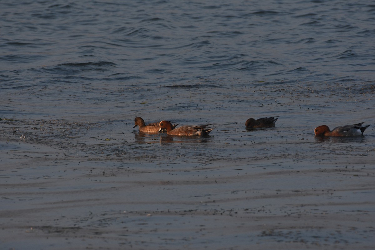 Eurasian Wigeon - ML349083951