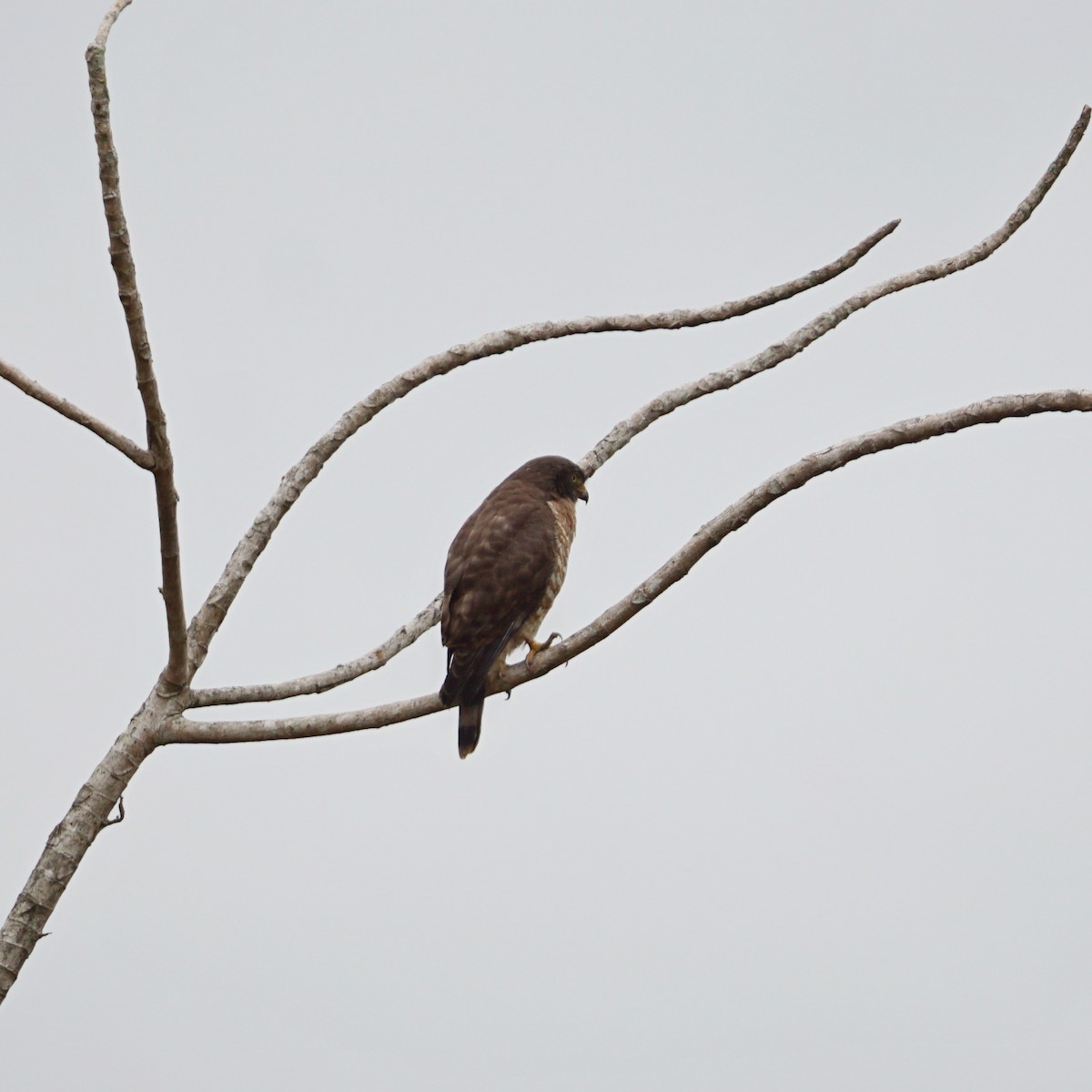 Roadside Hawk - ML349086491