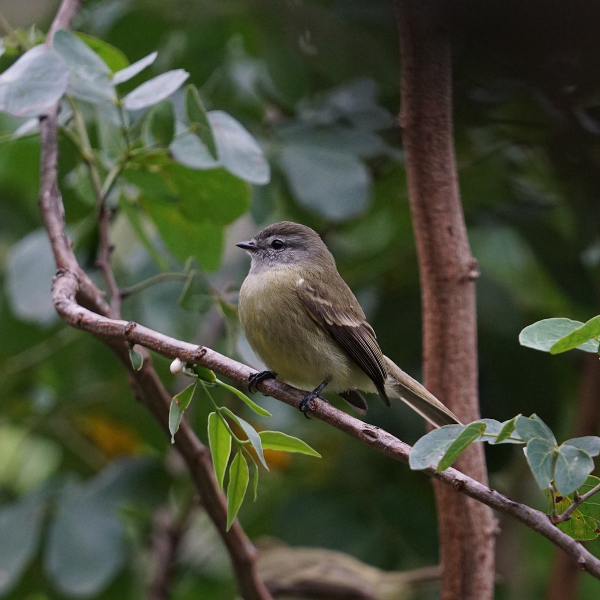 Planalto Tyrannulet - ML349086501