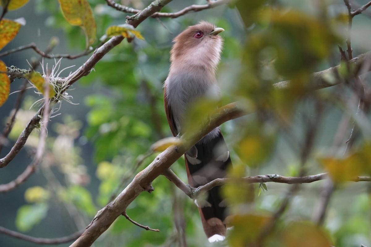 Squirrel Cuckoo - ML349086511