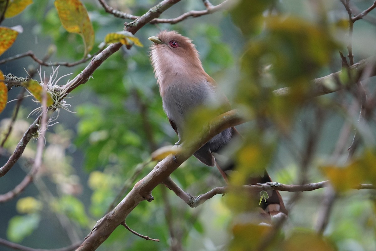 Squirrel Cuckoo - ML349086521