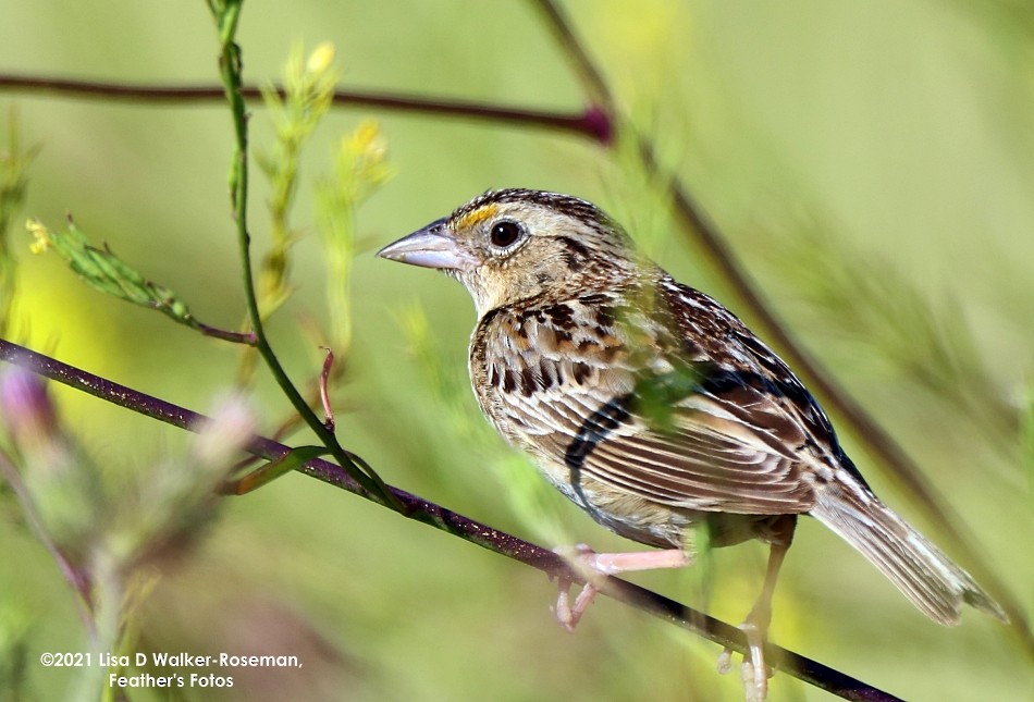 Grasshopper Sparrow - ML349088131