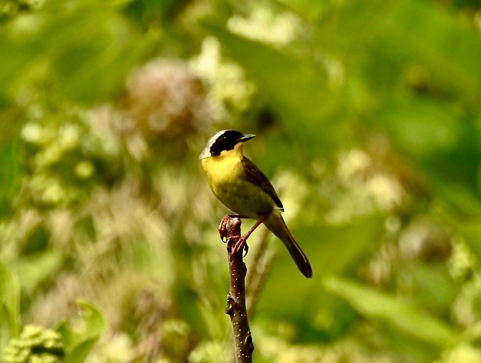 Common Yellowthroat - ML349088241