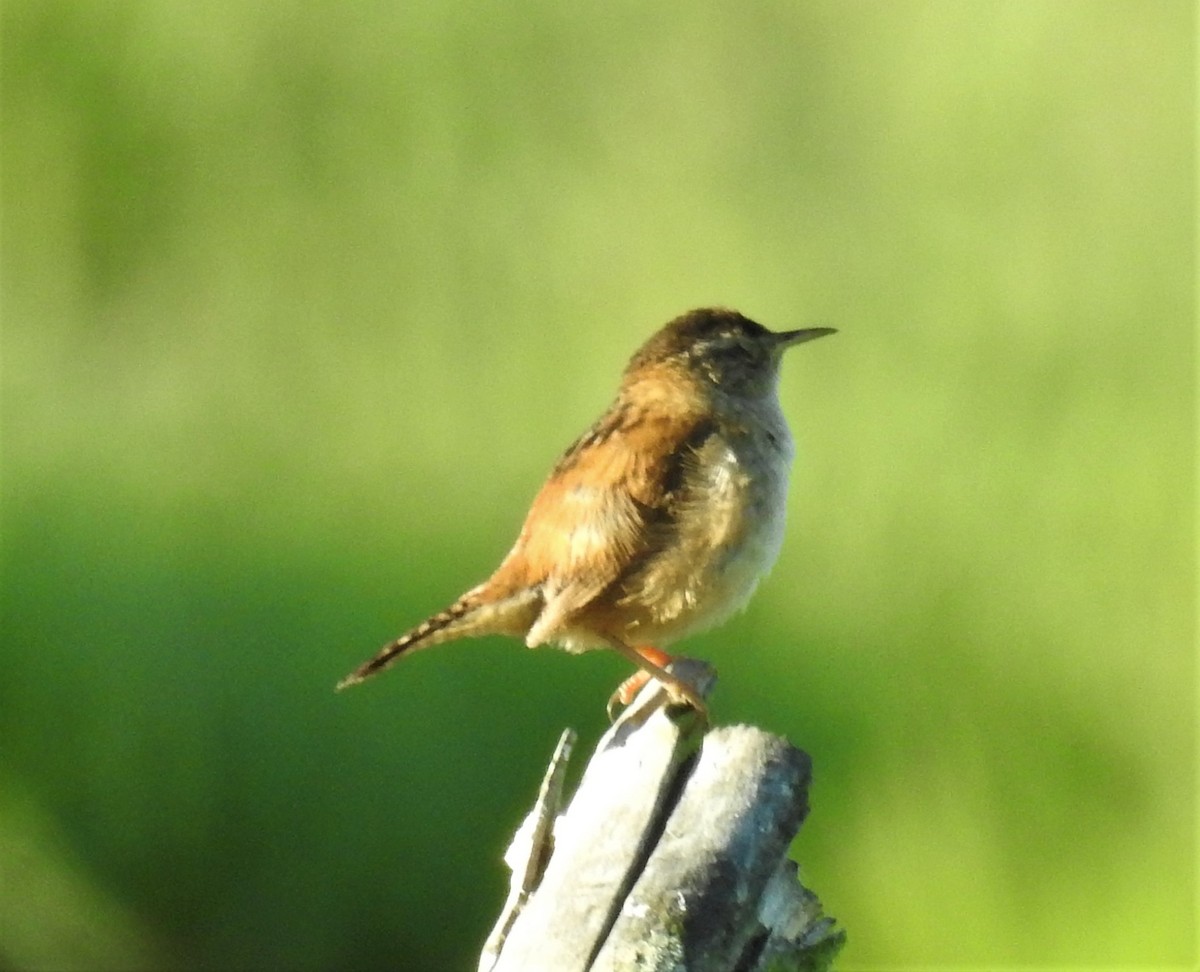 Marsh Wren (paludicola Group) - ML349089901