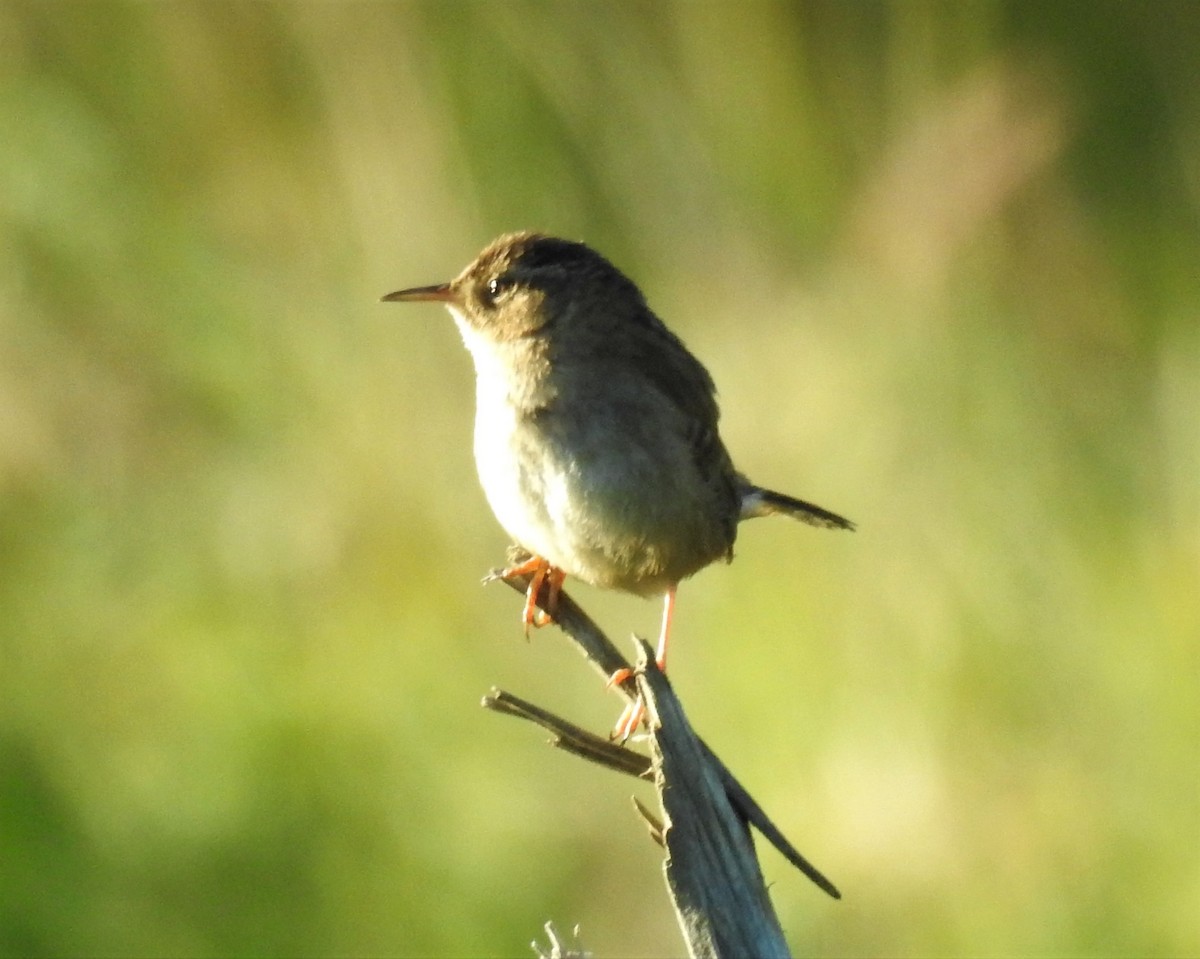 Marsh Wren (paludicola Group) - ML349089911