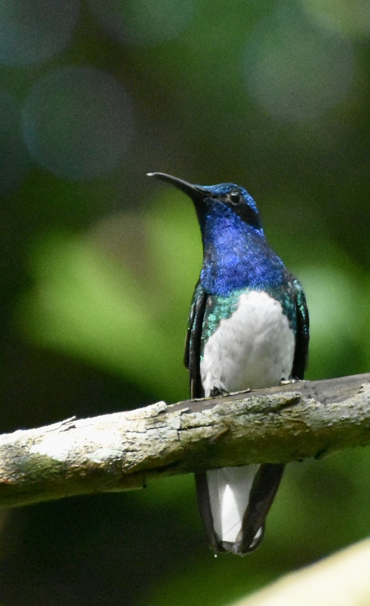 White-necked Jacobin - ML349090411