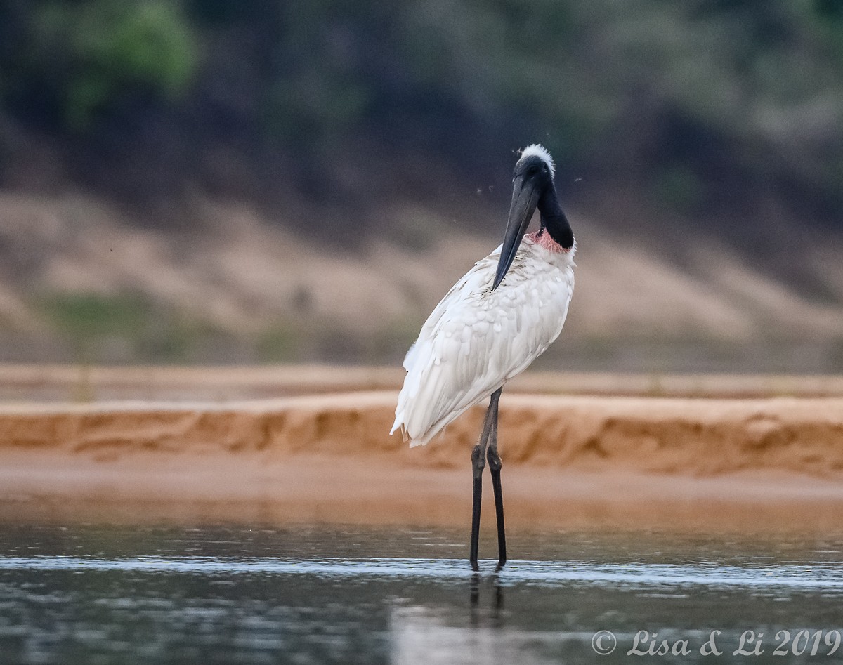 Jabiru d'Amérique - ML349091061