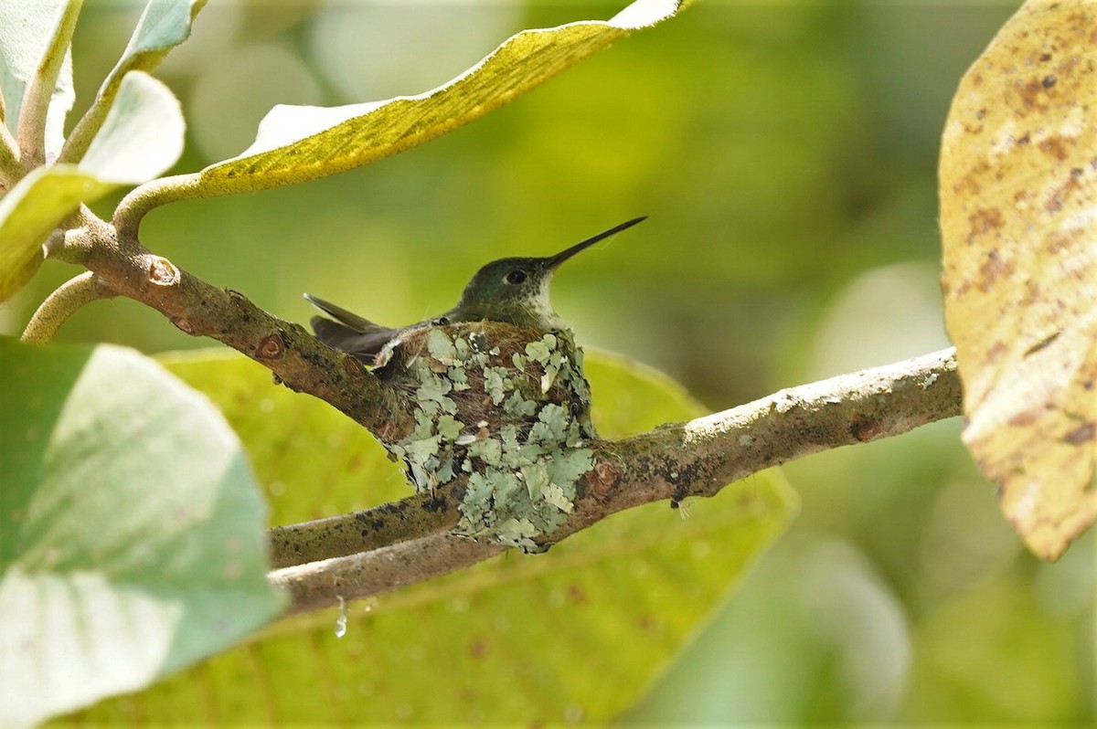 Azure-crowned Hummingbird - Guillermo  Saborío Vega