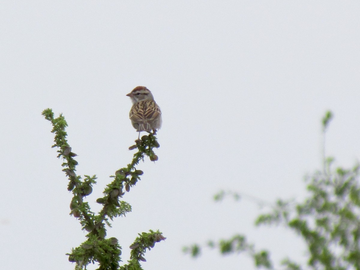 Chipping Sparrow - ML349095121