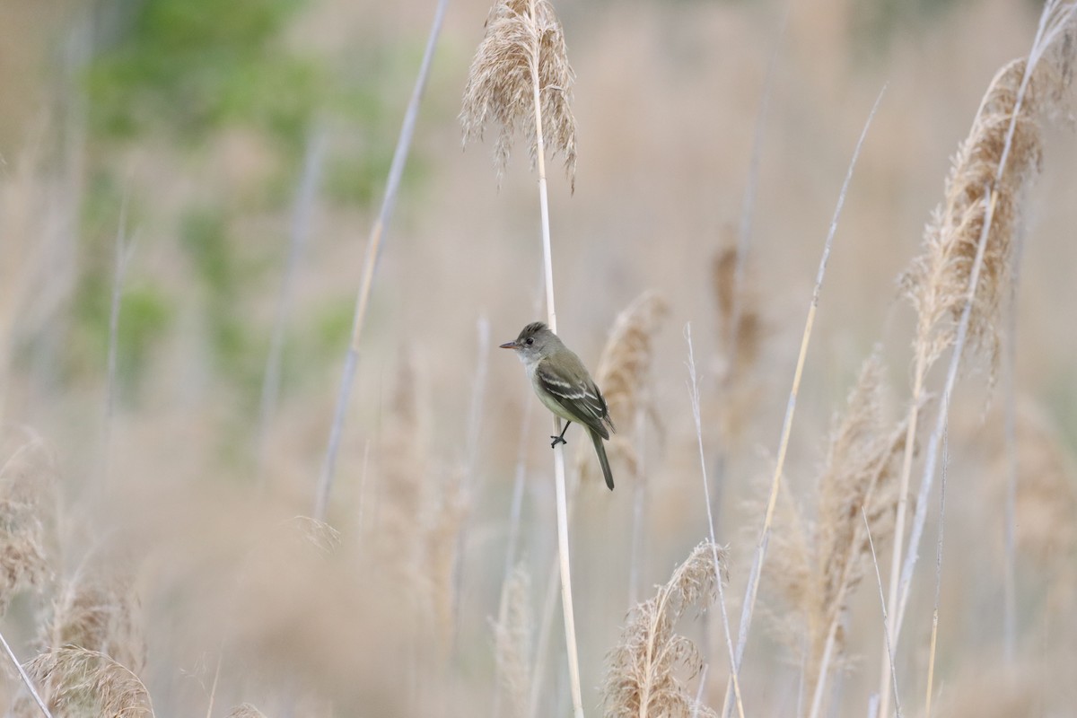 Alder Flycatcher - ML349096141