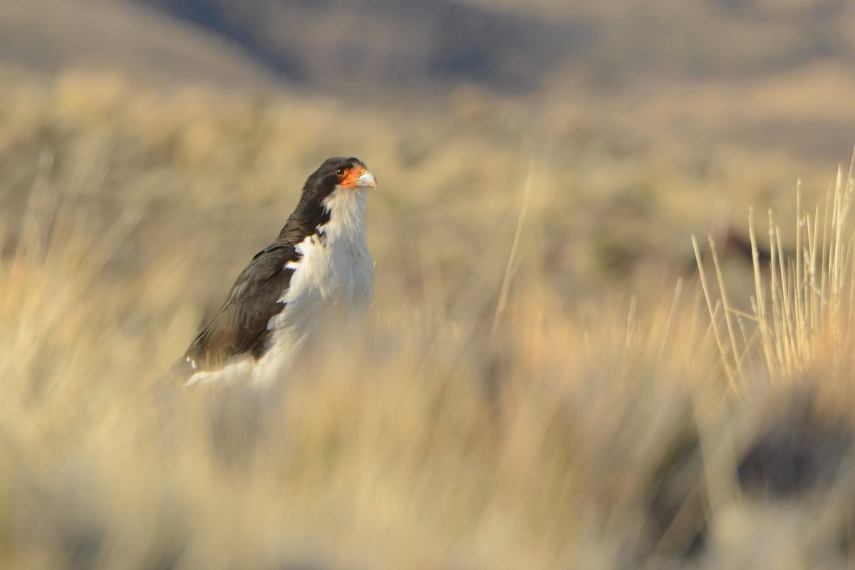 White-throated Caracara - ML34909641